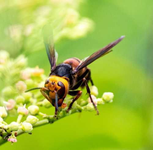 Asian giant hornet Asian giant hornet, Vespa mandarinia perched on white flower