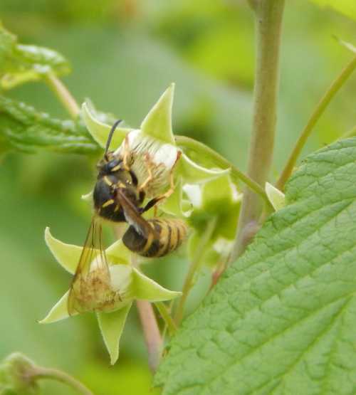 Research paper poetry wasp