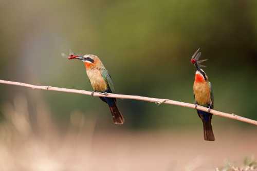 Do Bee-Eaters Eat Bees And Do they Get Stung? And Other Questions Do Bee-Eaters Eat Bees And Do they Get Stung? And Other Questions