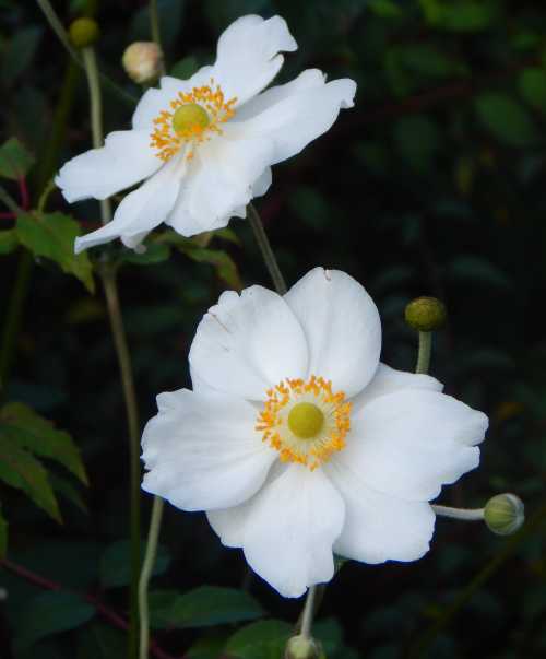 A white variety, Anemone × hybrida 'Honorine Jobert'. A white variety, Anemone × hybrida 'Honorine Jobert'.