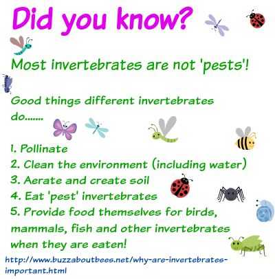 Why Are Invertebrates Important? 6 Reasons We Can't Do Without Them!