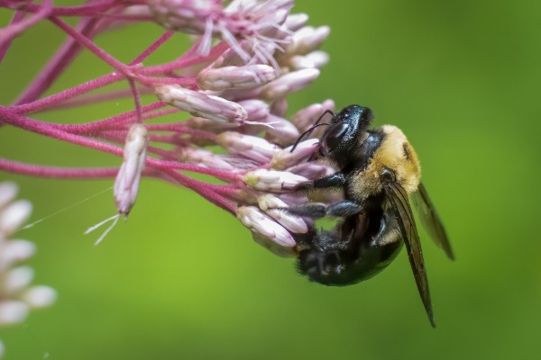 Xylocopa virginica Xylocopa virginica foraging on a pink flower, side view