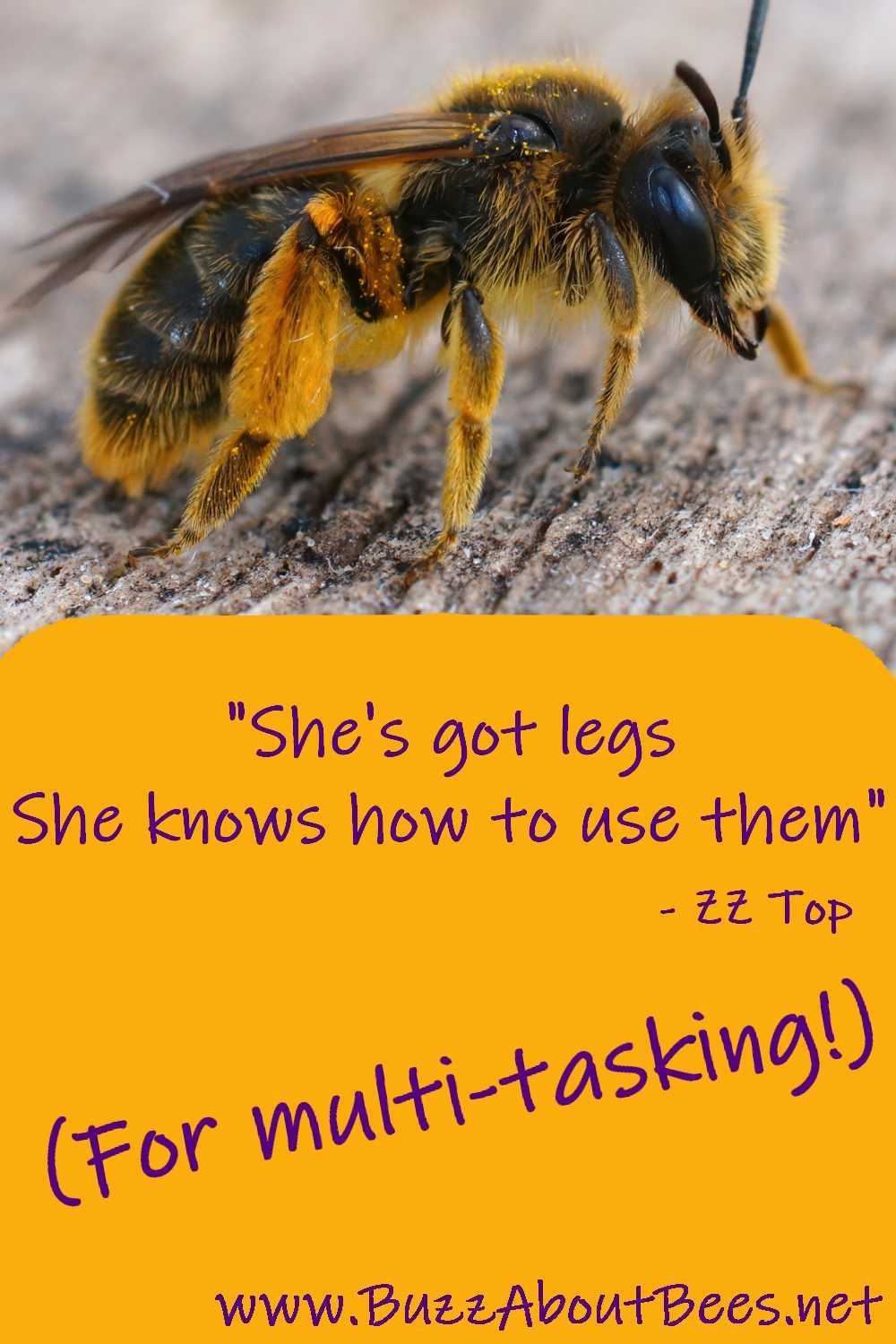 A bee has legs and she knows how to use them 