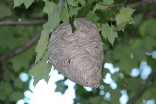 Paper Wasp Nest Vs Hornet Nest