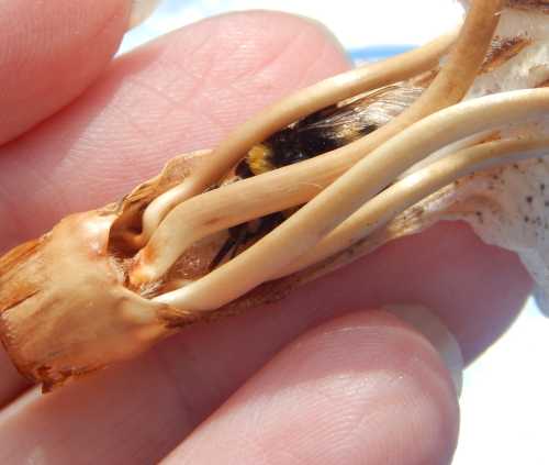 dead bumble bee encased in the stamens of an acanthus (bears breeches) flower