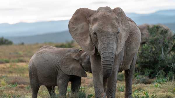 African elephants, a mother and calf together African elephants, a mother and calf together