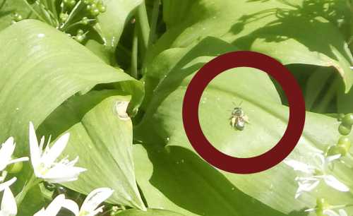 Red-girdled mining bee - <I>Andrena labiata</I> (female) resting on wild garlic leaf.