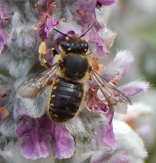 Beneficial Insects: Wool Carder Bees