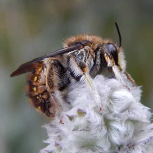 Side view of the lovely wool carder bee male foraging on lamb's ear revealing lots of hairs on the legs.