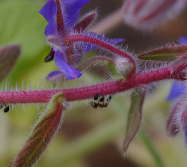 Aphids and ant on borage plant