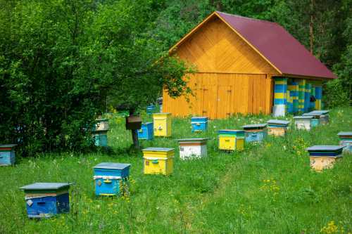 A wooden house in a woodland glade area with colourful bee hives A wooden house in a woodland glade area with colourful bee hives