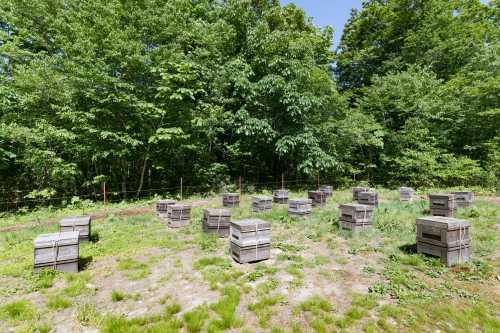 wooden bee hives in a field surrounded by trees wooden bee hives in a field surrounded by trees