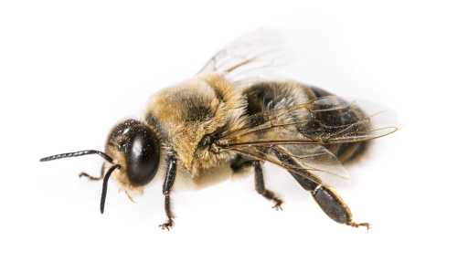 Bee, Definition, Types, & Facts