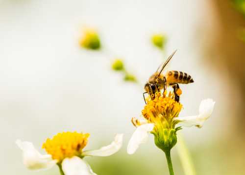 Honey Bee Pollination 3 Reasons