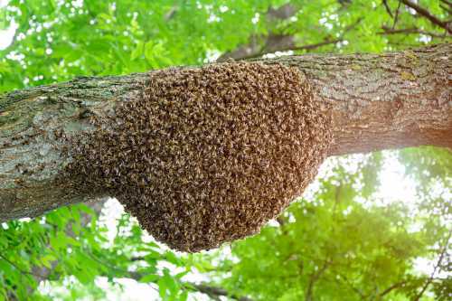 bee swarm on tree branch bee swarm on tree branch