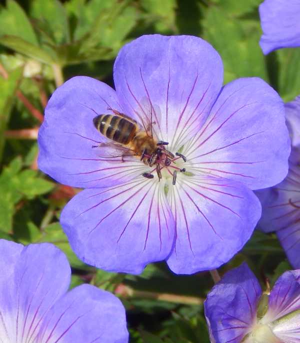 Apis mellifera Apis mellifera on a blue geranium flower