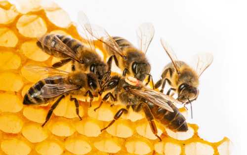 Apis mellifera queen with a small group of 4 workers facing her as they stand on comb Apis mellifera queen with a small group of workers on comb