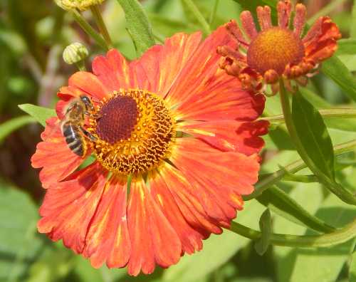 Bees And Pollinators Love Sneezeweed A Coneflower