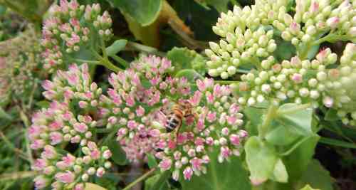 honey bee foraging on sedum flowers - image links to page of facts about bees