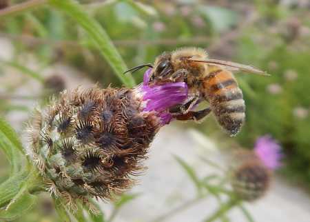 How Long Do Bees Live?