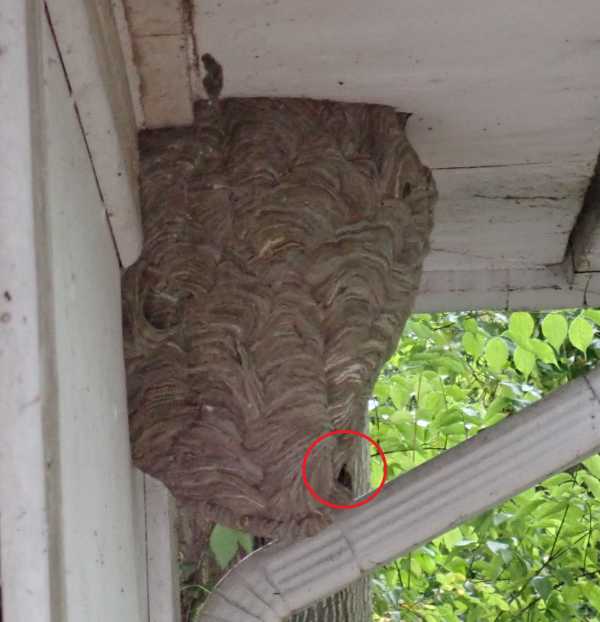 Baldfaced hornet at nest with entrance highlighted, photo by Keith Edmondson