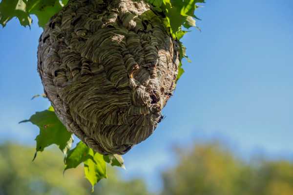 Bald-faced hornet nest hanging in a tree.  It's a grey nest, roughly ball shaped, constructed from papery leaves of chewed up plant material
