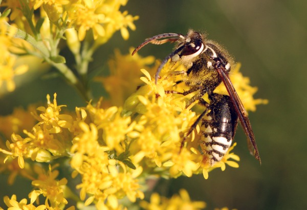 bald-faced hornet feeding on Golden rod - solidago