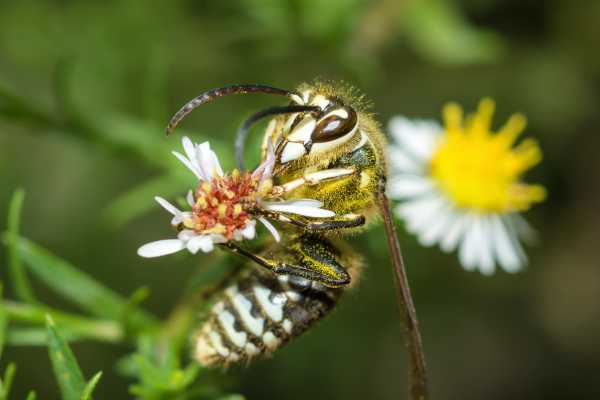 Bald faced hornets are pollinators, photograph captures pollen stuck to body hairs of Dolichovespula maculata
