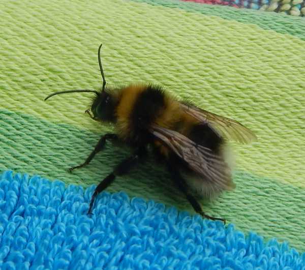 Barbut's cuckoo bee resting on a towel Barbut's cuckoo bee resting on a towel