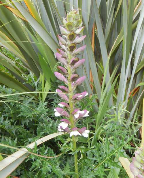 A tall acanthus flower stem.  the leaves are very large and prickly.  The colorful heads of the flowers are actually not petals but bracts.