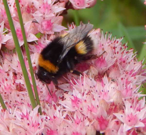 beautiful White-tailed Bumble bee Bombus lucorum on a cluster of pink sedum flowers