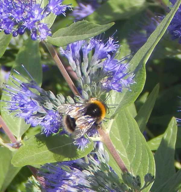 beautiful bumble bee foraging busily on the blue flowers of Caryopteris x clandonensis - Blue beard
