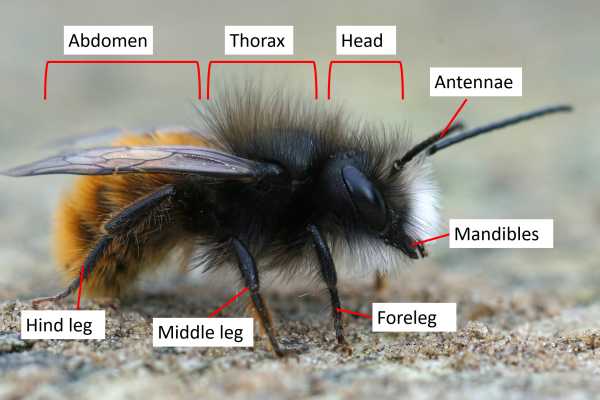 bee with labels naming body parts