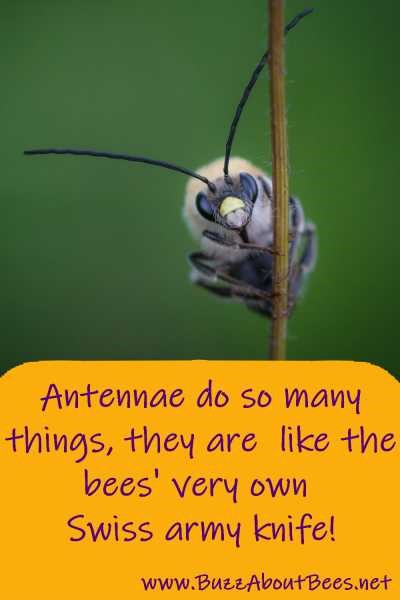 bee with long antennae holding on to a plant stem