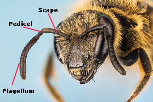 Bee antennae labelled image showing scape, pedicel and flagellum Bee antennae labelled image showing scape, pedicel and flagellum