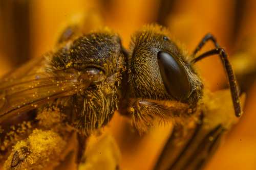 Bee, Definition, Types, & Facts