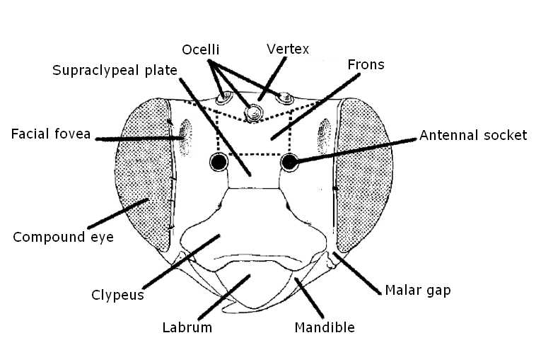 bee face drawing, labelled diagram showing facial features of a bee bee face drawing, labelled diagram showing facial features of a bee