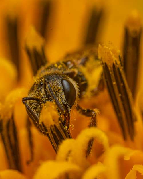 Bees can remember human faces — and 7 other surprising facts about
