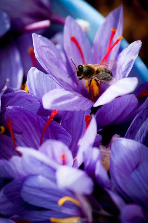 Honey bee foraging on saffron crocus honey bees foraging inside purple saffron crocus, showing reddish saffron strands