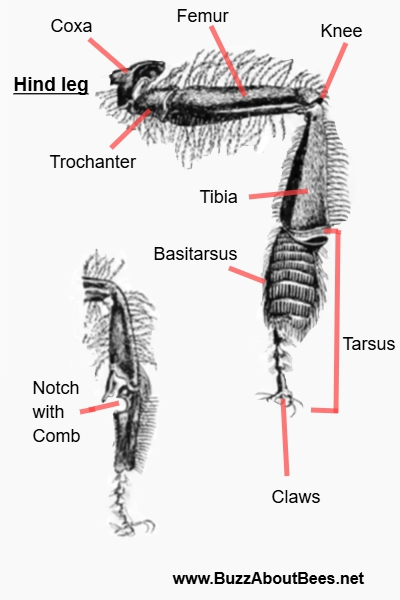 labelled drawing of a honey bee leg labelled drawing of a honey bee leg