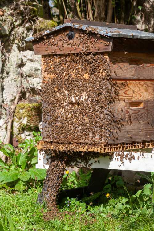 honey bees and a bee hive