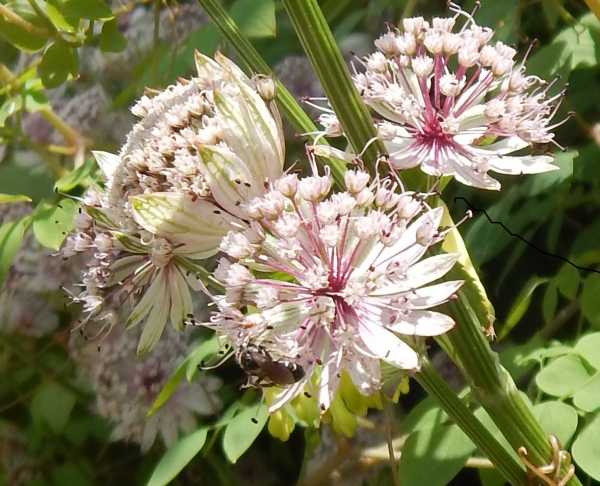 Bee on Astrantia Small bee on Astrantia flower