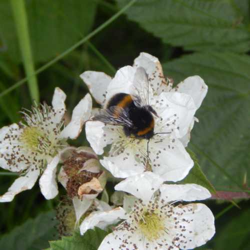 white tailed bumble bee foraging on white bramble flowers white tailed bumble bee foraging on white bramble flowers