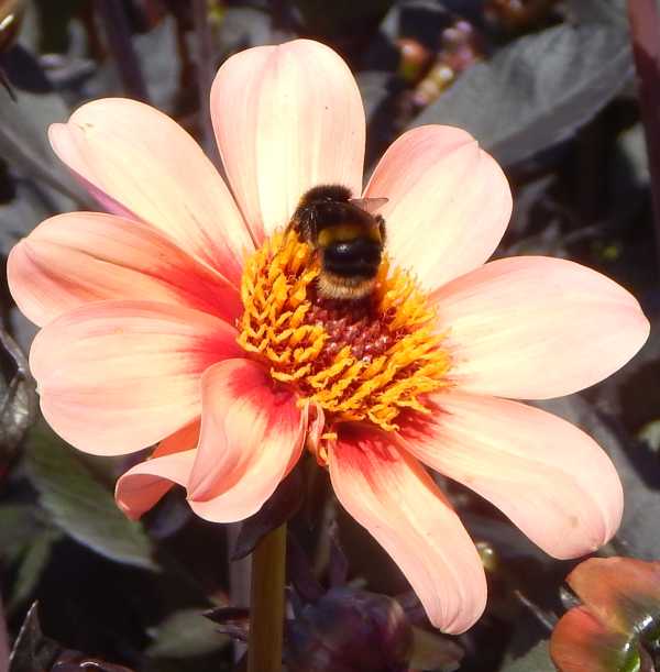 Bumble bee - Bombus species foraging on Dahlia flower Bumble bee - Bombus species foraging on Dahlia flower