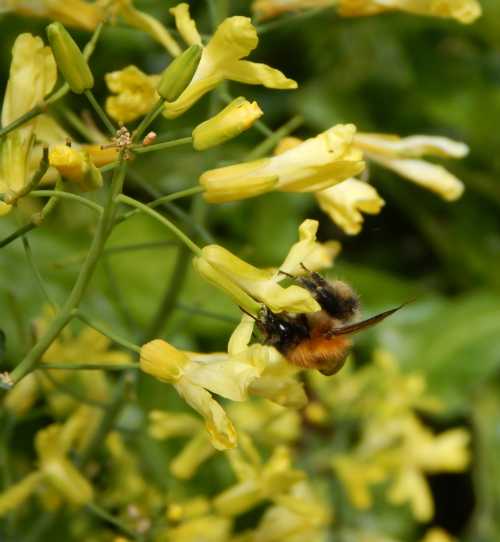 Kale Flowers Bees Love Them