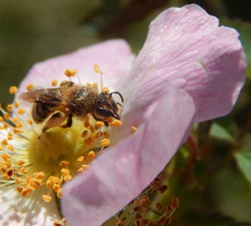 Esta especie de abeja solitaria ha recogido bastante polen en los pelos especialmente adaptados de sus patas traseras.