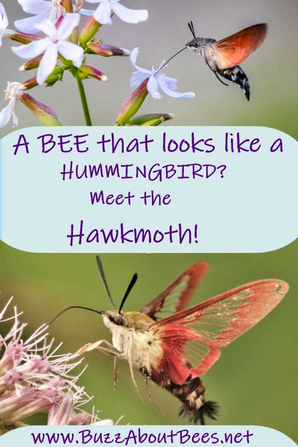 hummingbird hawkmoths foraging on flower blossoms, hovering and with long tongues extended and feeding on nectar