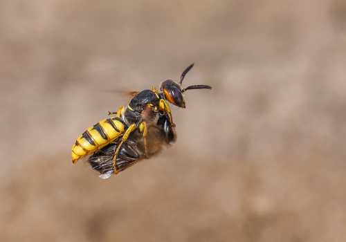Do Wasp And Bees Get Along?