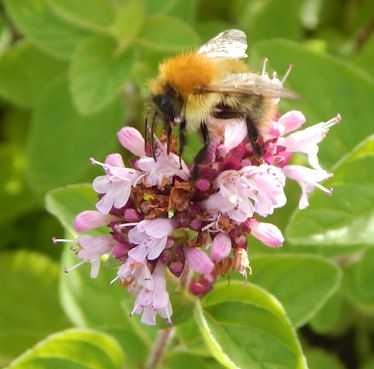 Bombus pascuorum on Oreganum vulgare - wild oregano / wild marjoram Bombus pascuorum on Oreganum vulgare - wild oregano / wild marjoram