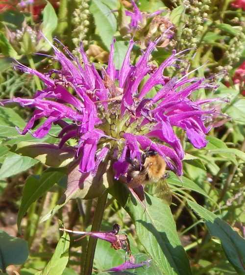 gingery colored Common carder bumble bee feeding on pink bee balm flower.